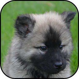 Icon image Puppy wallpapers