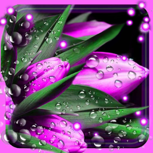 Tulips Dew Drops LWP 1.12 Icon