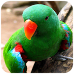 Cover Image of Download Parrot Wallpaper  APK