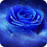 Blue Rose Wallpaper icon