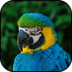 Icon image Parrots wallpapers