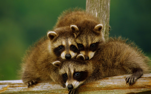 Raccoon Wallpapers 3