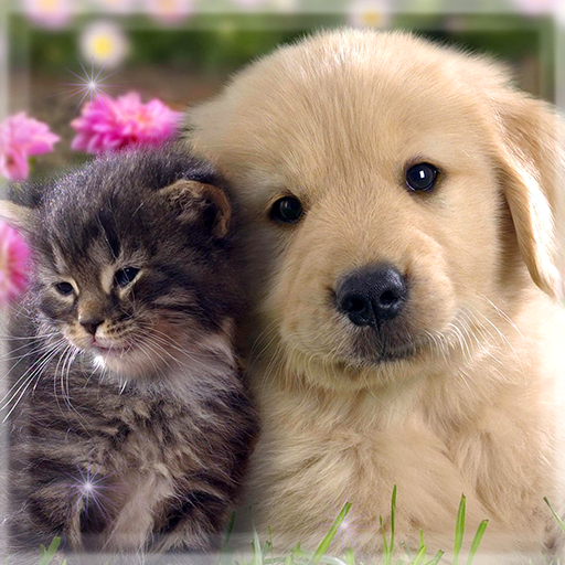 Cute Cat & Dog Live Wallpapers  Icon