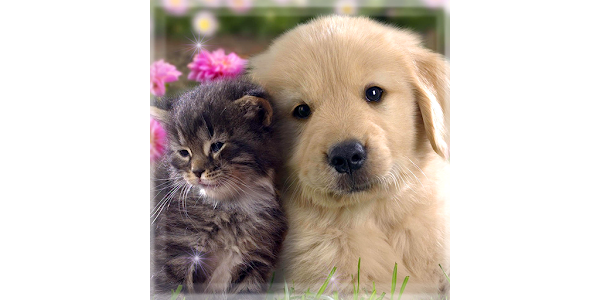 かわいい 犬 そして 猫 ライブ 壁紙 イメージ Google Play のアプリ