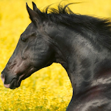 Wild Animals Horse HD Themes icon
