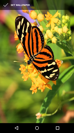 Android application Beautiful Butterfly Wallpapers screenshort