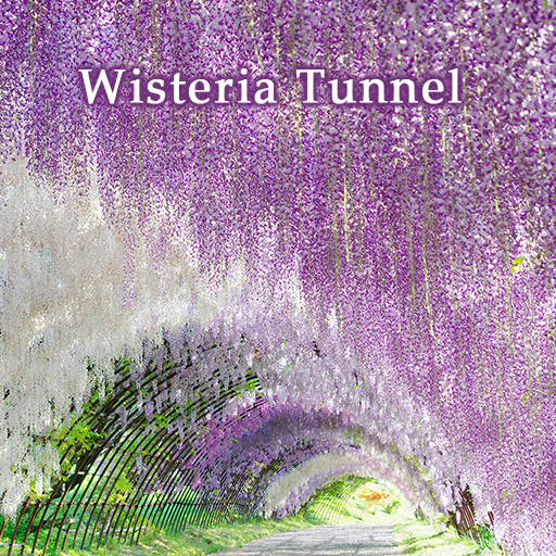 Wisteria Tunnel Theme +HOME  Icon
