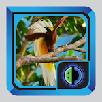 Cover Image of Download Beautiful Birds in the Wild  APK