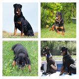 Rottweiler Live Wallpaper icon