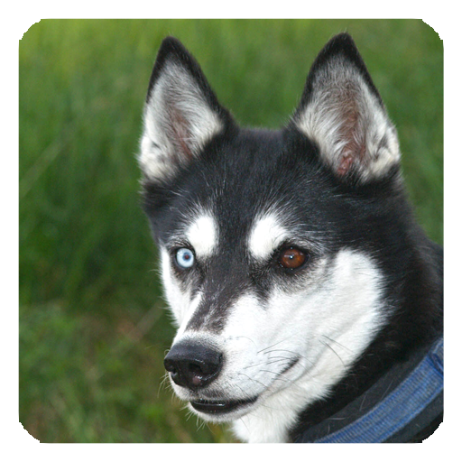 Husky Live Wallpaper  Icon