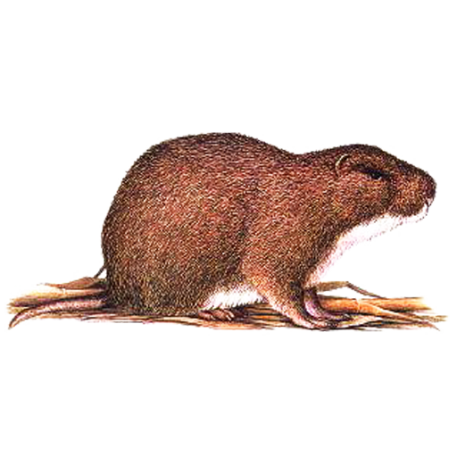 Ekika Kyomusu logo