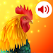 Animals: Ringtones APK