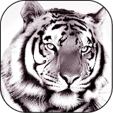 White Tiger LiveWallpaper icon