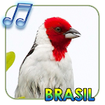 Cover Image of Descargar pájaros de brasil  APK