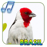 Pássaros Do Brasil icon