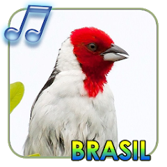 Pássaros do Brasil: descubra a diversidade das aves nativas