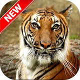 Bengal Tiger Wallpapers icon
