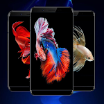 Cover Image of Download Betta Fish Wallpapers 1.0 APK