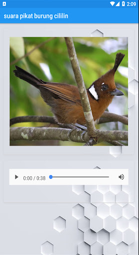 Suara pikat burung cililin Screen 2