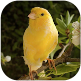 Canary Bird Sounds 2017 icon