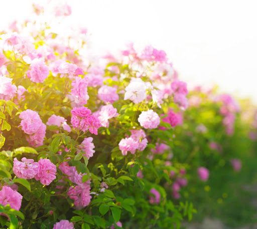 Rose Garden Wallpaper