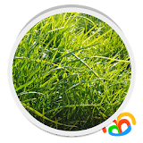 Grass Real Live Wallpaper icon