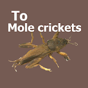 Mole Crickets Sound