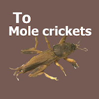 Mole Crickets Sound