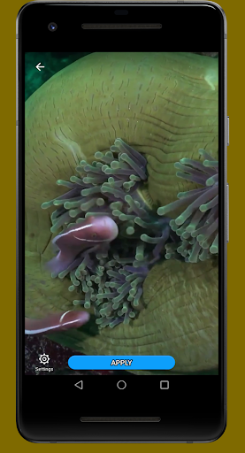 4K Coral Reef Video Wallpaper Screen 2