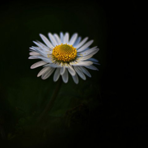 Gianfranco D'Ippolito - AppWisp.com