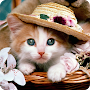 Cat Wallpapers & Cute Kittens