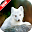 Arctic Fox Wallpaper 🦊 APK icon