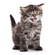 Kitten Meow Sounds Download on Windows