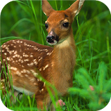 Animals. Deers icon