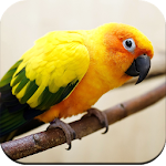 Cover Image of ダウンロード Parrot Wallpaper HD  APK