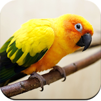 Parrot Wallpaper HD