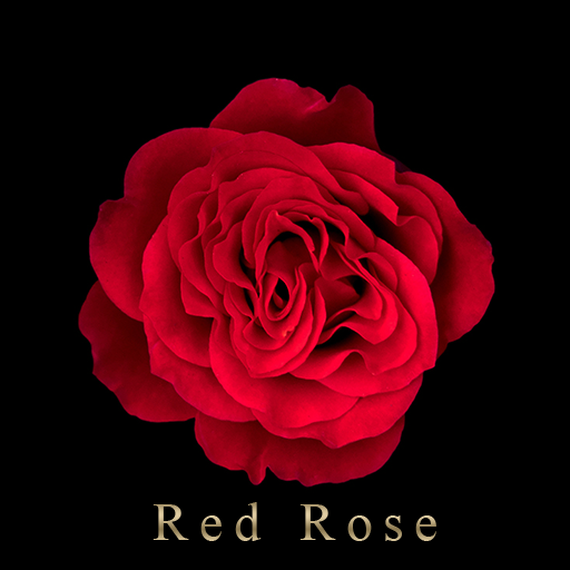 Red Rose Theme +HOME  Icon