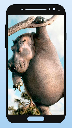 Download Funny Animal Wallpapers Free for Android - Funny Animal Wallpapers  APK Download 