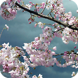 Sakura Wallpaper icon