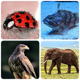 Animals -Quiz about Mammals, Birds, Fish!Zoo quiz. icon