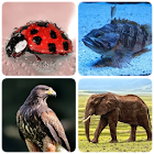 Animals -Quiz about Mammals, Birds, Fish!Zoo quiz. 1.6