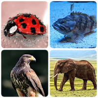 Животные- звери, птицы и рыбы  в тесте по биологии