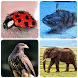 Animals - Quiz about Mammals!