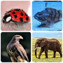 Animals - Quiz about Mammals!