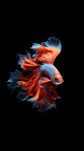 Fish Video Wallpaper 4K