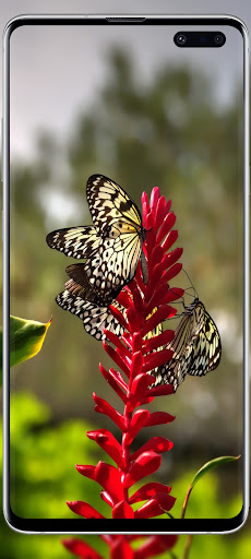 Flowers cute wallpaper