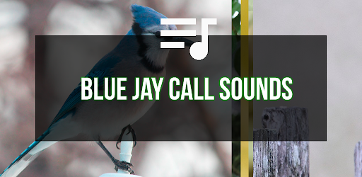 Blue Jay Call Sounds