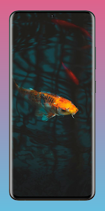 Koi Fish Pond Wallpaper HD 4K