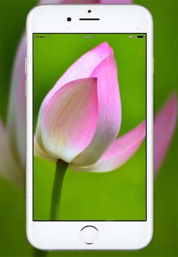 Android application Lotus Flower Live Wallpaper screenshort