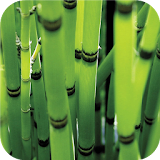 Bamboo forest Green wallpapers icon